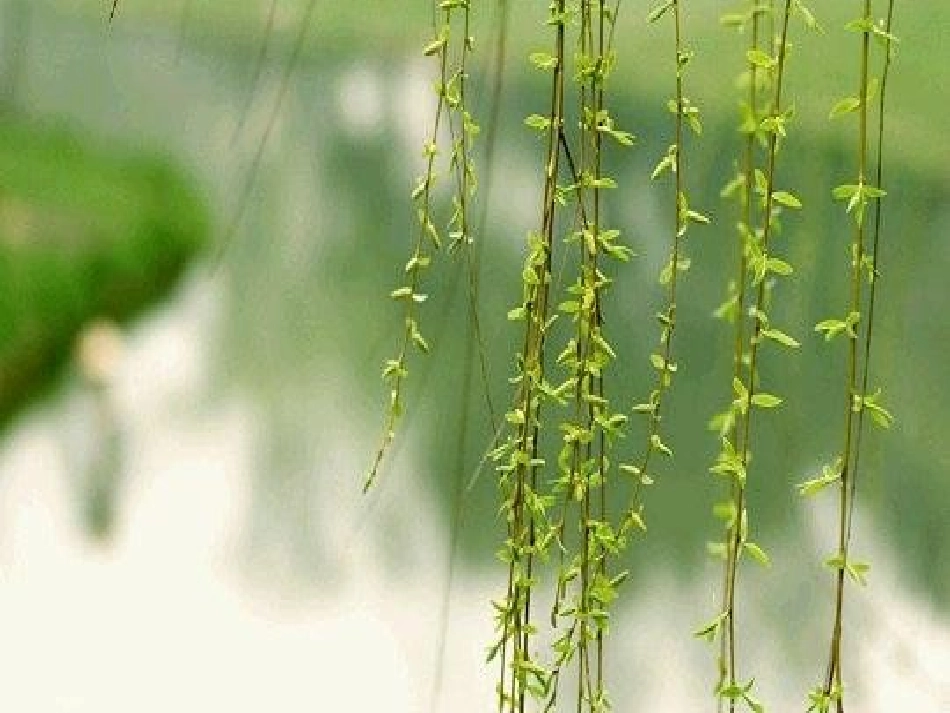 《春天的手》PPT课件[北师大版一年级语文下册]_第3页