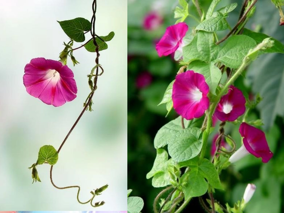 《丁丁和牵牛花》PPT课件[北师大版一年级语文下册]_第3页