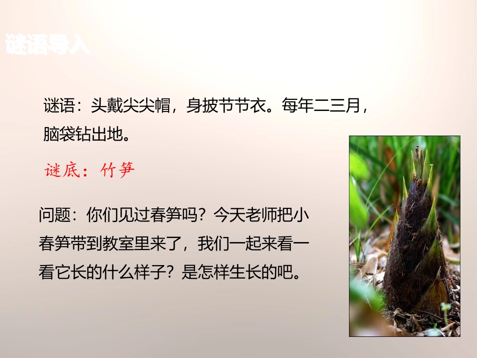 《春笋》PPT课件[苏教版一年级语文下册]_第1页