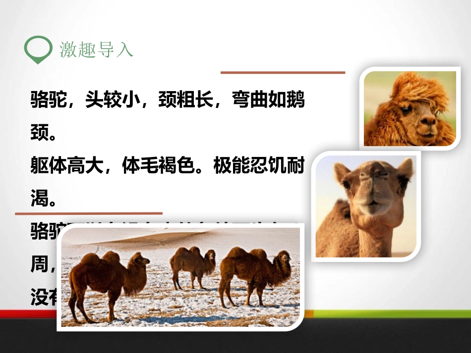 《我应该感到自豪才对》PPT课件[苏教版三年级语文上册]_第3页