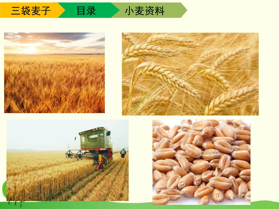 《三袋麦子》PPT教学课件[苏教版三年级语文下册]_第3页