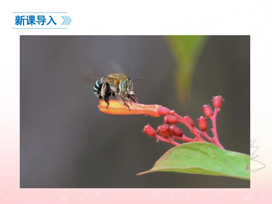 《夏天的昆虫》PPT课件[苏教版七年级语文下册]_第3页