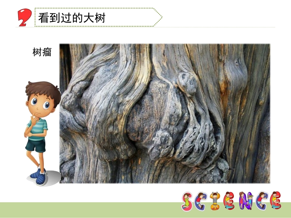 《我看到了什么》植物PPT课件[教科版三年级科学上册]_第3页