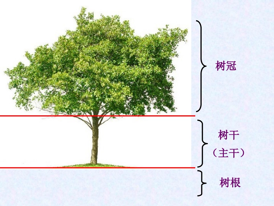 《校园的树木》植物PPT课件[教科版三年级科学上册]_第1页