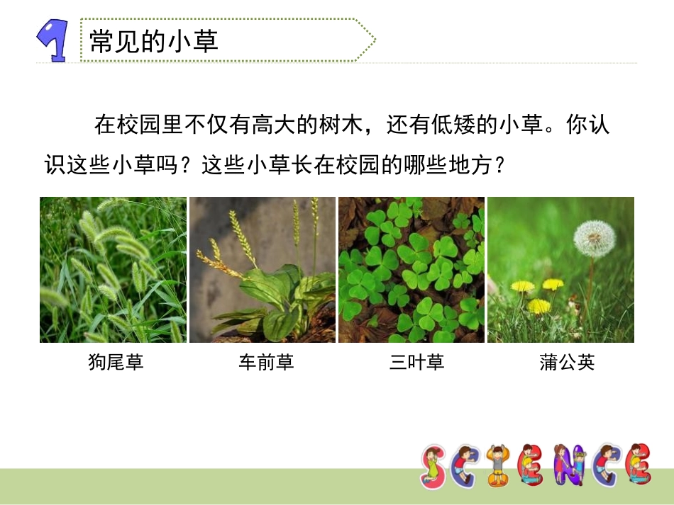 《大树和小草》植物PPT课件[教科版三年级科学上册]_第3页