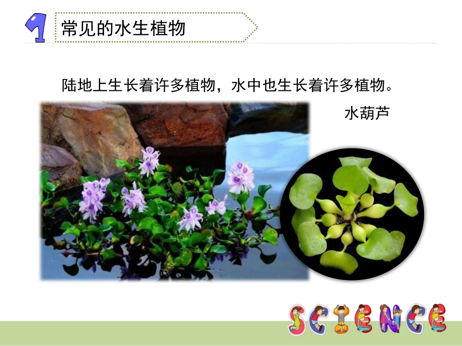 《水生植物》植物PPT课件[教科版三年级科学上册]_第3页