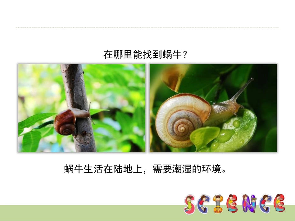 《蜗牛(一)》动物PPT课件[教科版三年级科学上册]_第2页
