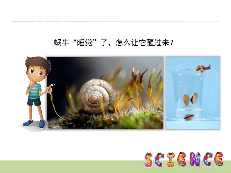 《蜗牛(二)》动物PPT课件[教科版三年级科学上册]_第2页