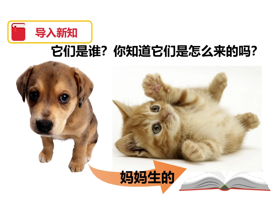 《植物新生命的开始》植物的生长变化PPT课件[教科版三年级科学]_第2页