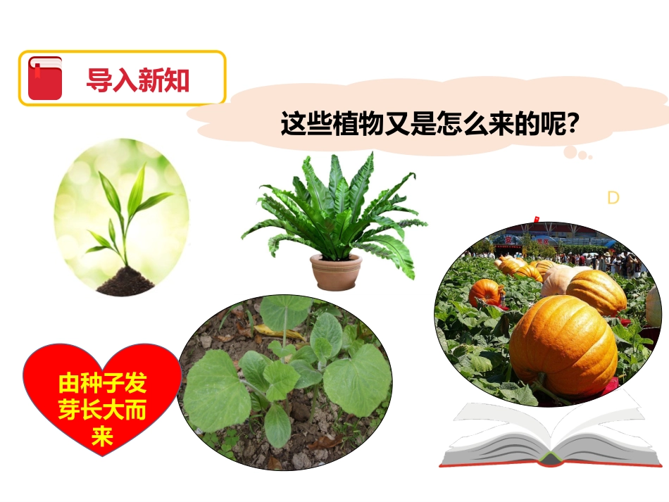 《植物新生命的开始》植物的生长变化PPT课件[教科版三年级科学]_第3页