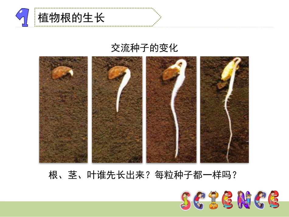 《我们先看到了根》植物的生长变化PPT课件[教科版三年级科学]_第3页