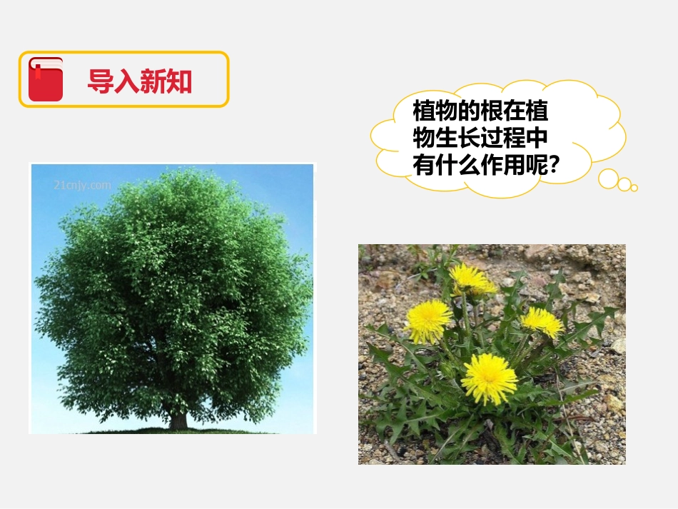 《我们先看到了根》植物的生长变化PPT课件[教科版三年级科学]_第2页