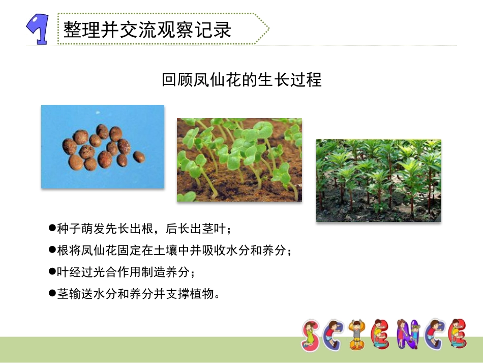 《开花了,结果了》植物的生长变化PPT课件[教科版三年级科学]_第2页