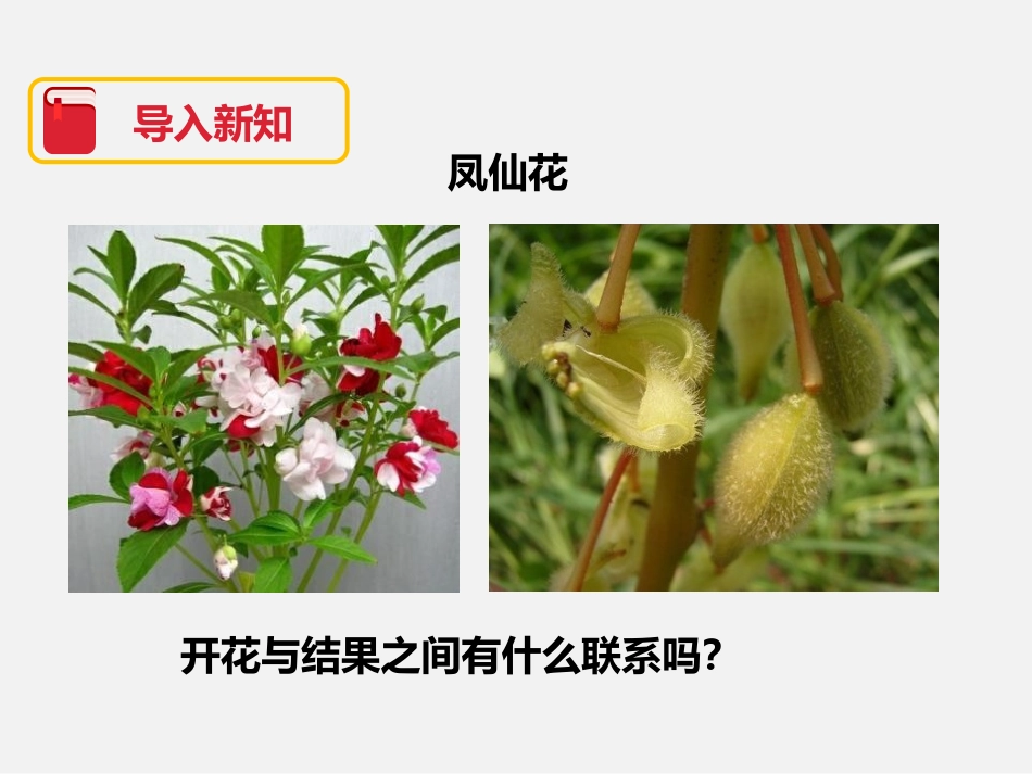 《开花了,结果了》植物的生长变化PPT课件[教科版三年级科学]_第2页