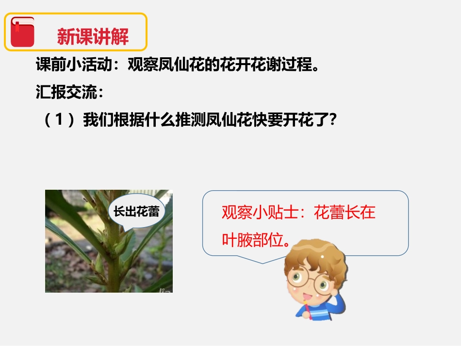 《开花了,结果了》植物的生长变化PPT课件[教科版三年级科学]_第3页