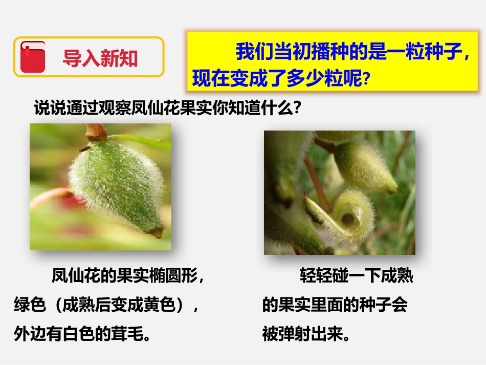 《我们的大丰收》植物的生长变化PPT课件[教科版三年级科学]_第2页