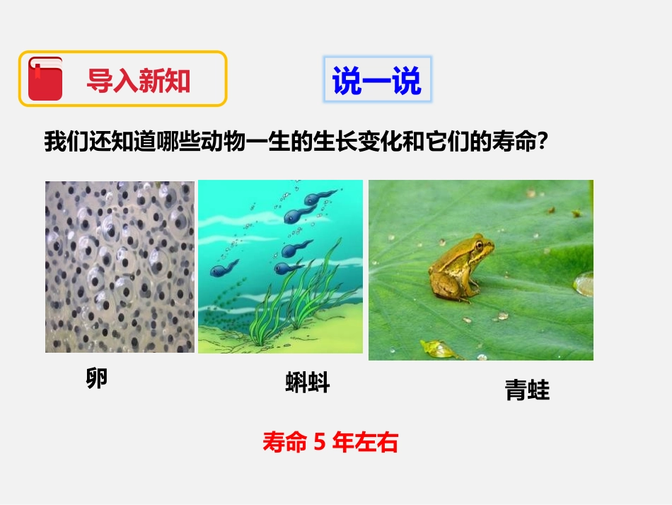 《蚕卵里孵出的新生命》动物的生命周期PPT课件[教科版三年级科学]_第2页