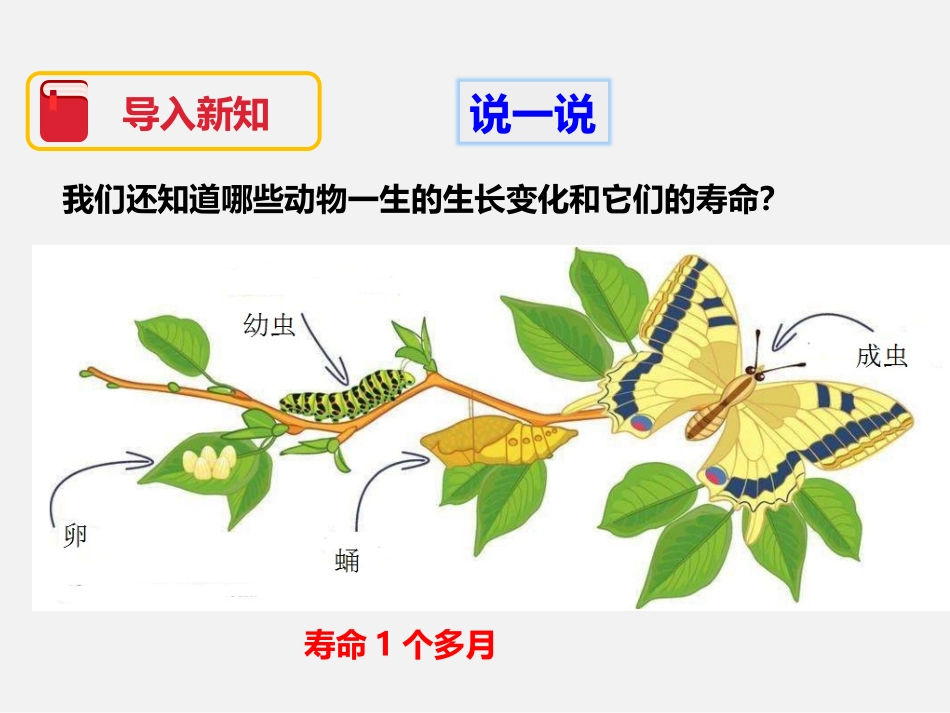 《蚕卵里孵出的新生命》动物的生命周期PPT课件[教科版三年级科学]_第3页