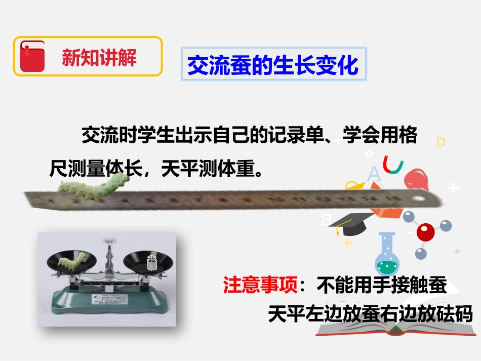 《蚕的生长变化》动物的生命周期PPT课件[教科版三年级科学]_第3页