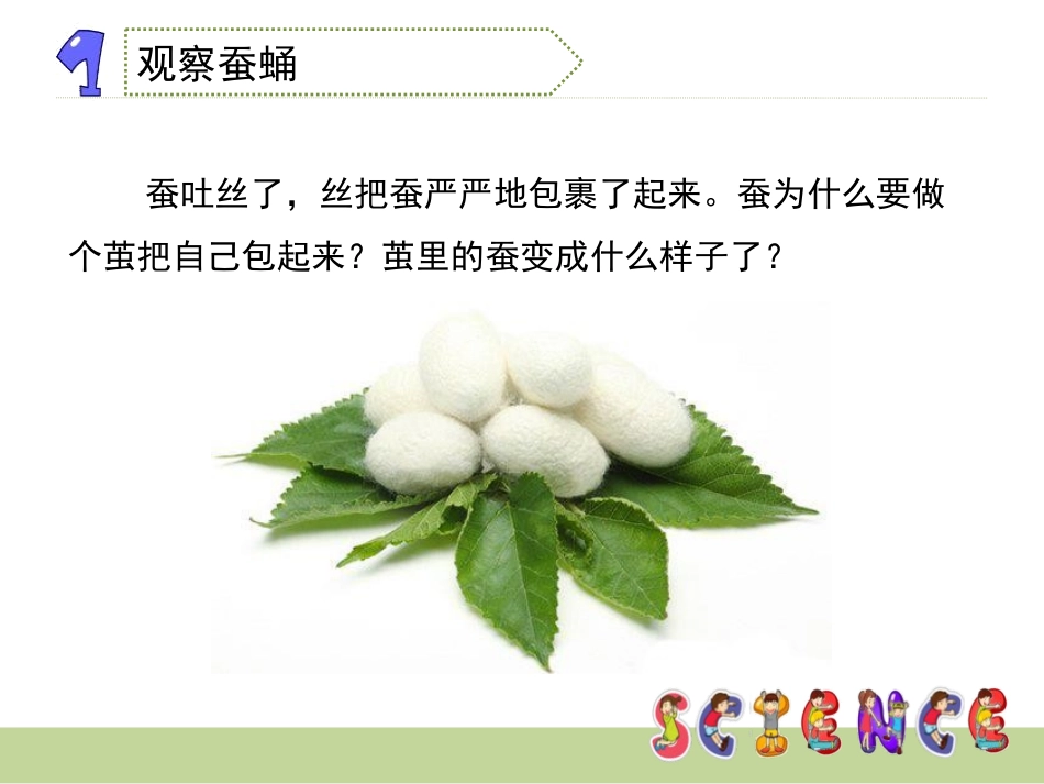 《蚕变了新模样》动物的生命周期PPT课件[教科版三年级科学]_第3页