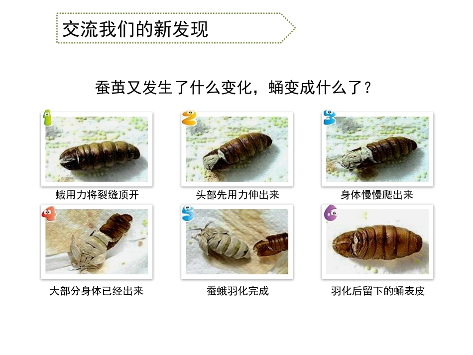 《蛹变成了什么》动物的生命周期PPT课件[教科版三年级科学]_第3页