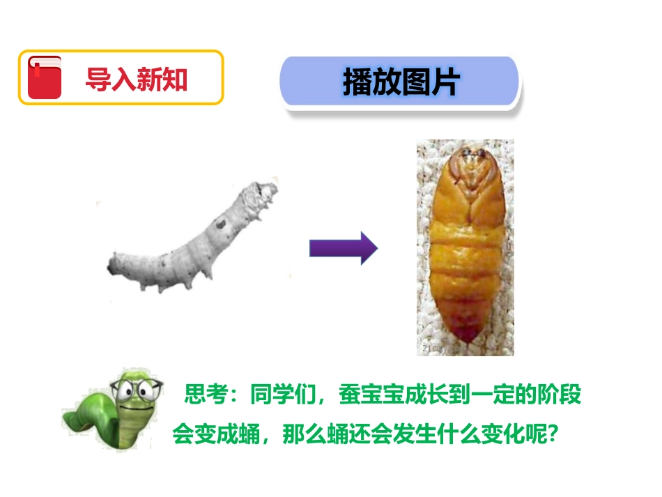 《蛹变成了什么》动物的生命周期PPT课件[教科版三年级科学]_第2页