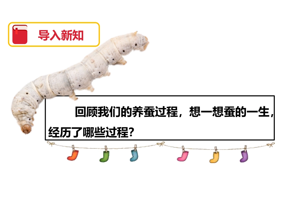 《蚕的生命周期》动物的生命周期PPT课件[教科版三年级科学]_第2页