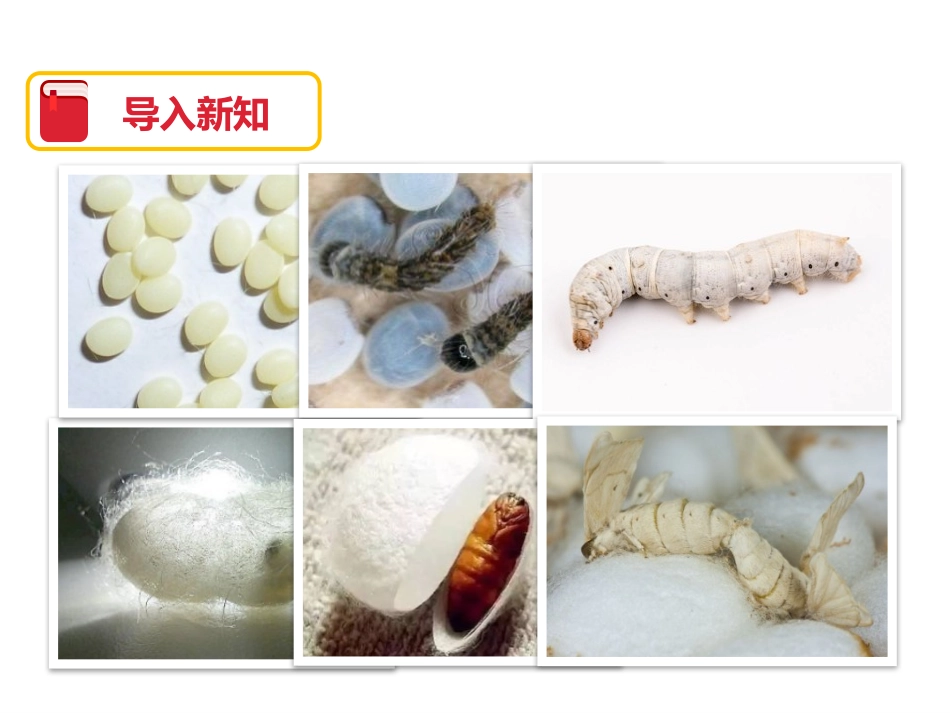 《蚕的生命周期》动物的生命周期PPT课件[教科版三年级科学]_第3页