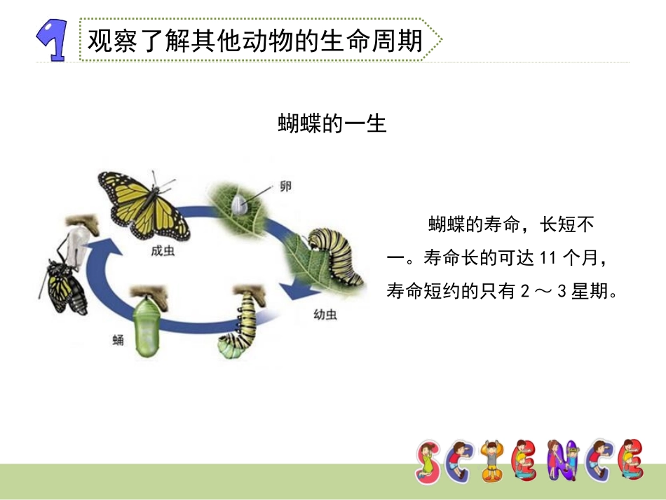 《其他动物的生命周期》动物的生命周期PPT课件[教科版三年级科学]_第3页