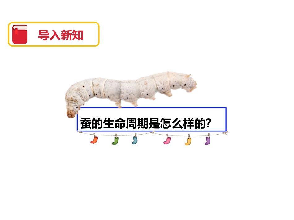 《其他动物的生命周期》动物的生命周期PPT课件[教科版三年级科学]_第2页