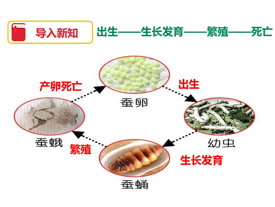 《其他动物的生命周期》动物的生命周期PPT课件[教科版三年级科学]_第3页