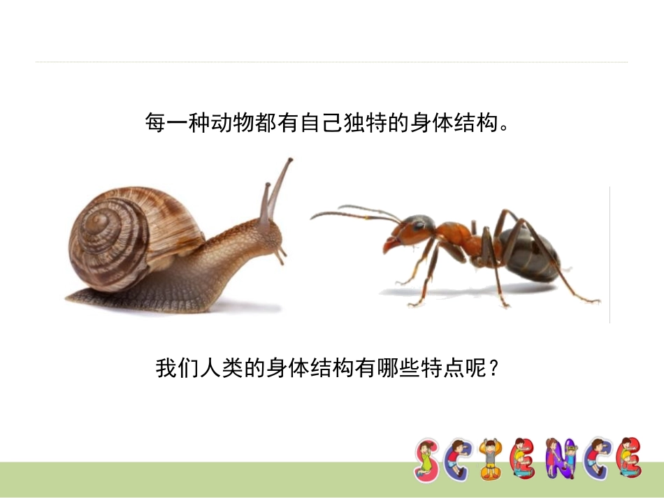 《身体的结构》我们的身体PPT课件[教科版四年级科学上册]_第2页