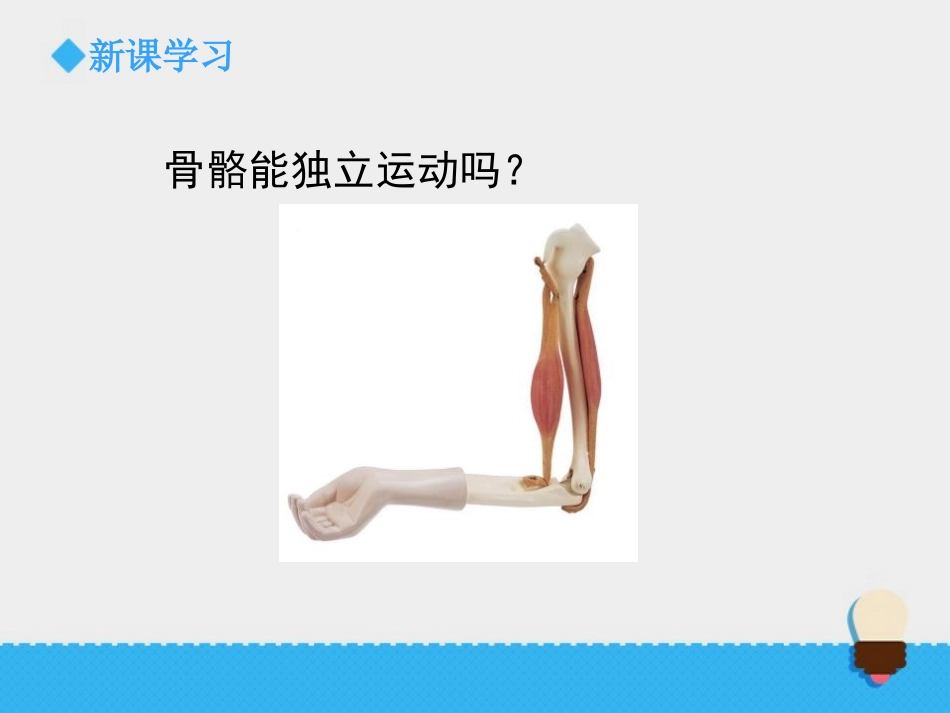 《骨骼、关节和肌肉》我们的身体PPT课件[教科版四年级科学]_第3页