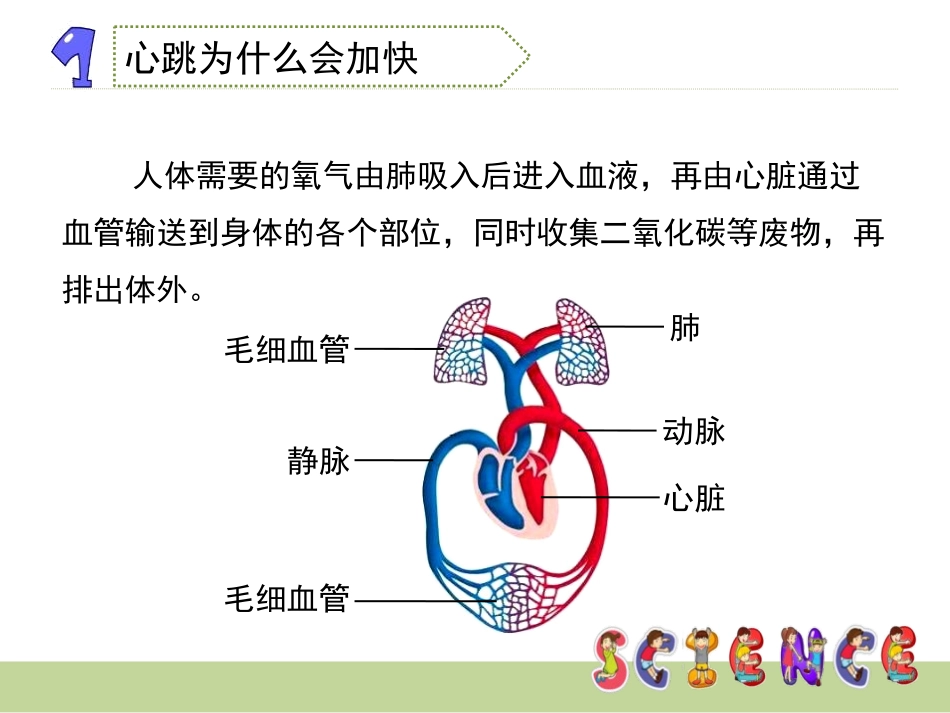 《运动起来会怎样(二)》我们的身体PPT课件[教科版四年级科学]_第3页