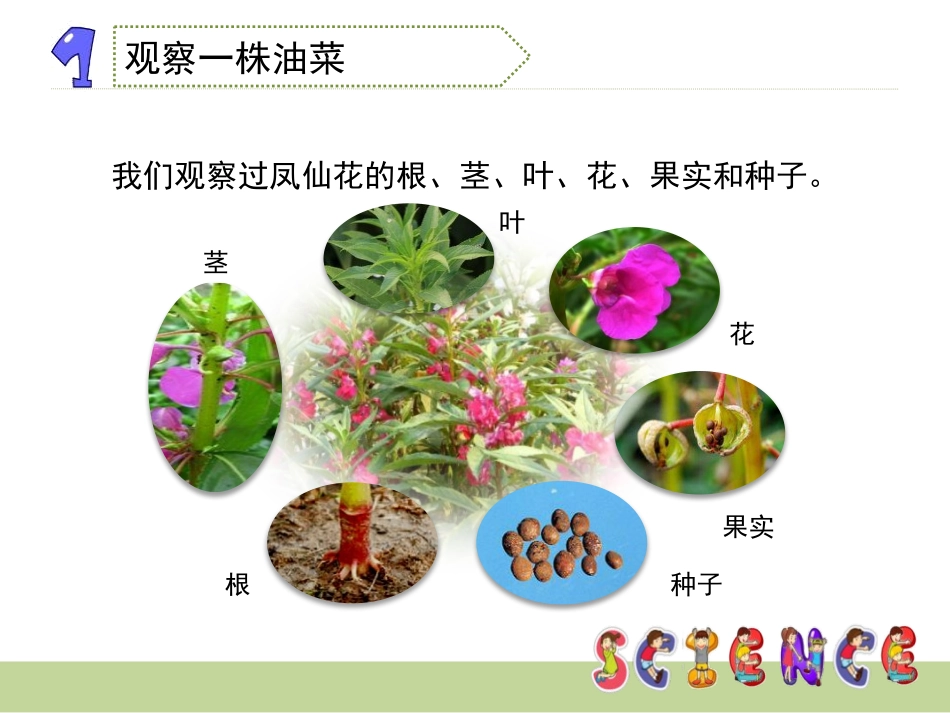 《油菜花开了》新的生命PPT课件[教科版四年级科学下册]_第2页