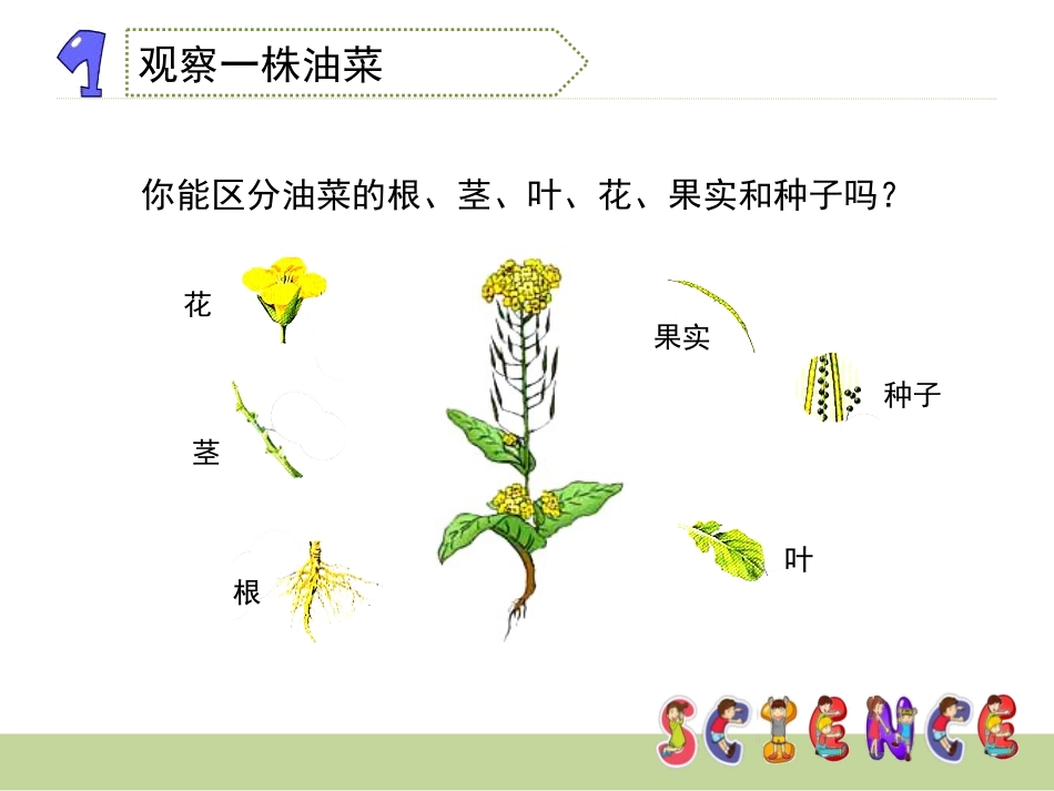 《油菜花开了》新的生命PPT课件[教科版四年级科学下册]_第3页