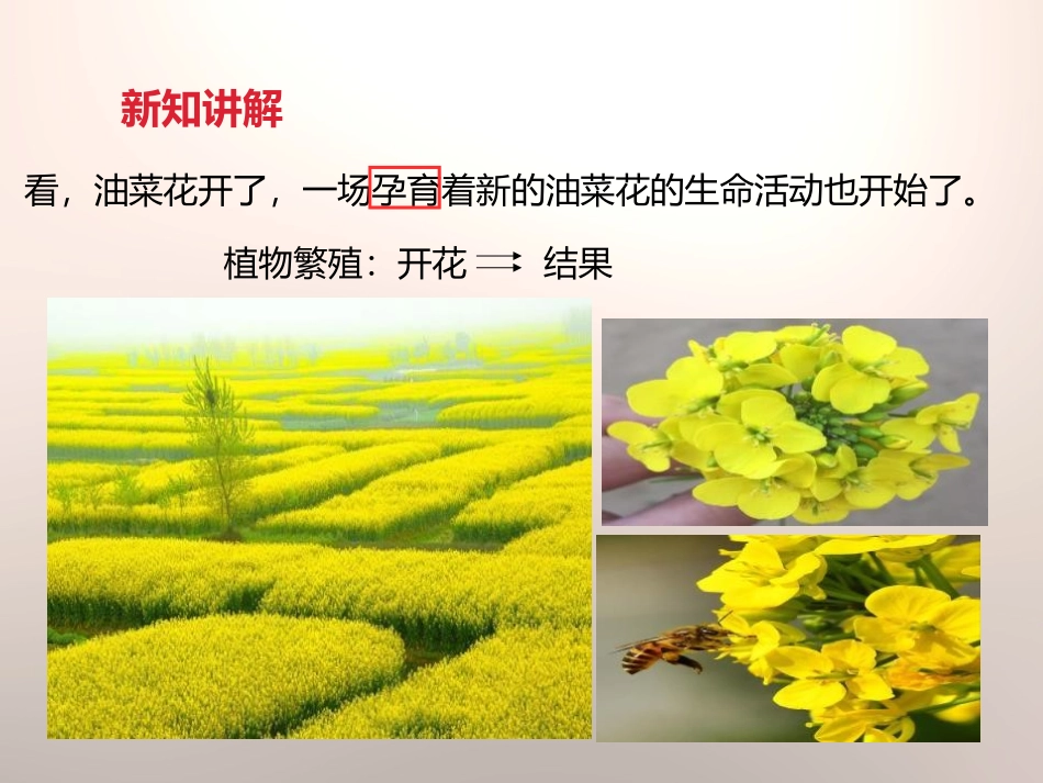 《油菜花开了》新的生命PPT课件[教科版四年级科学下册]_第3页