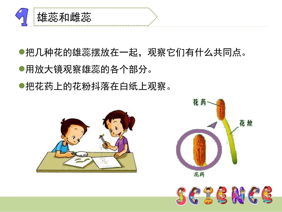 《花、果实和种子》新的生命PPT课件[教科版四年级科学下册]_第3页