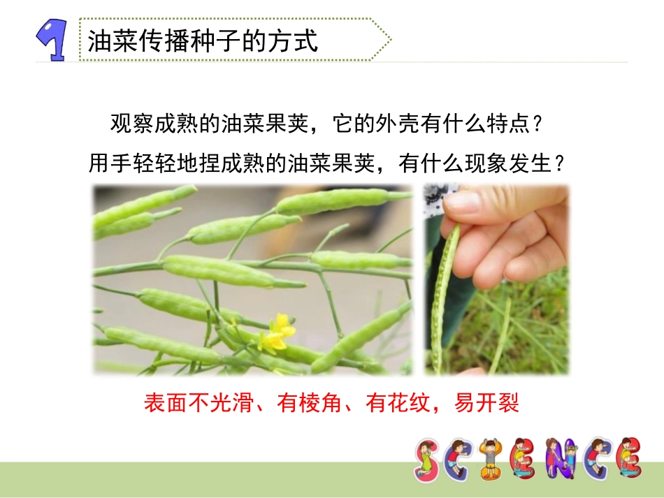 《把种子散播到远处》新的生命PPT课件[教科版四年级科学]_第3页