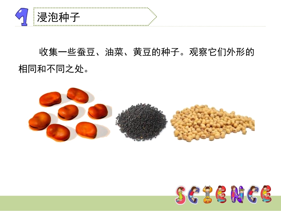 《种子的萌发》新的生命PPT课件[教科版四年级科学下册]_第3页