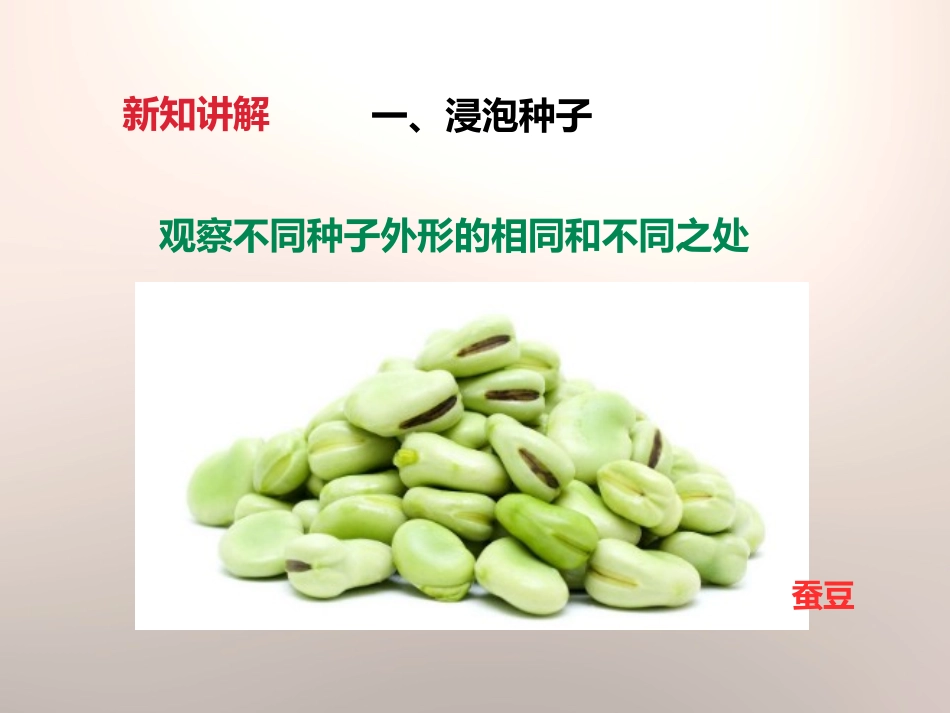 《种子的萌发》新的生命PPT课件[教科版四年级科学下册]_第3页