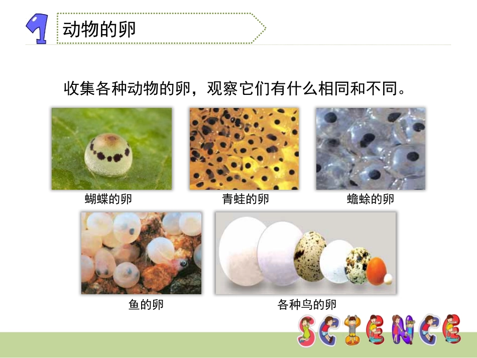 《动物的卵》新的生命PPT课件[教科版四年级科学下册]_第3页