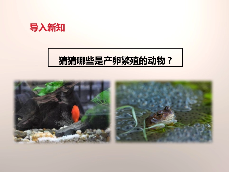 《动物的卵》新的生命PPT课件[教科版四年级科学下册]_第2页