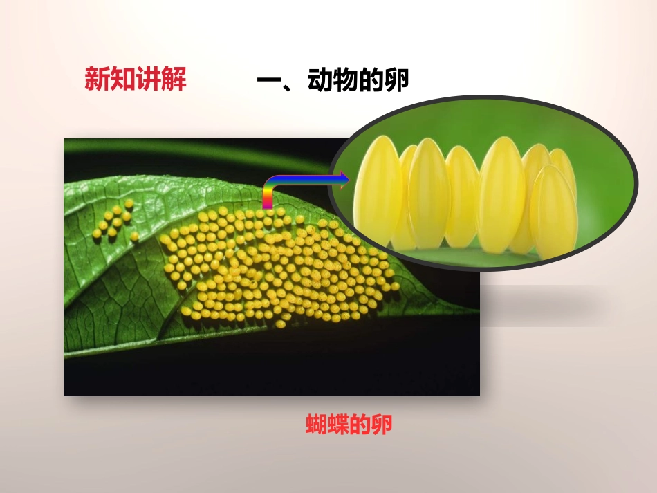 《动物的卵》新的生命PPT课件[教科版四年级科学下册]_第3页