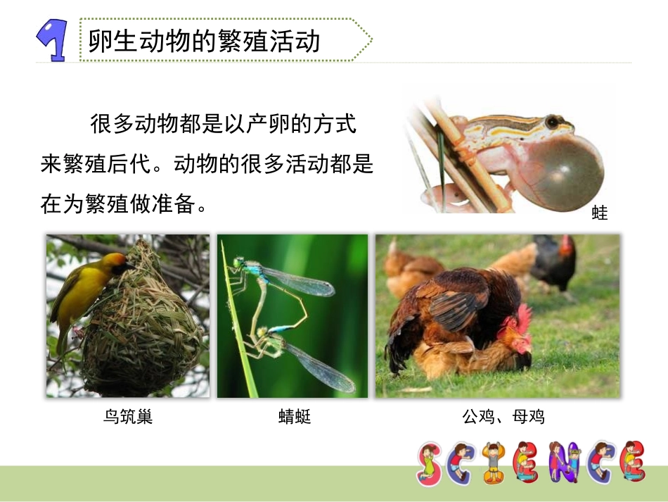 《动物的繁殖活动》新的生命PPT课件[教科版四年级科学下册]_第3页