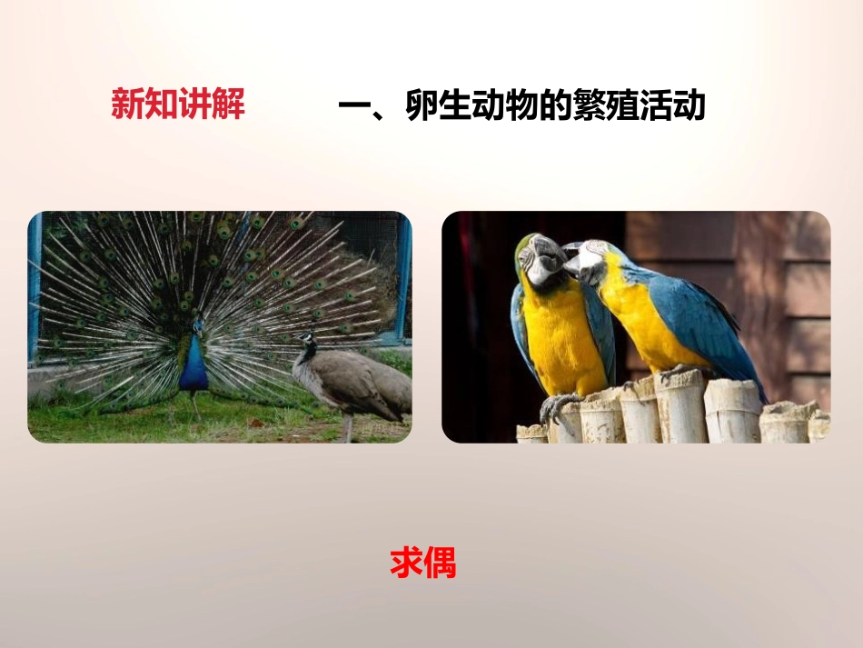 《动物的繁殖活动》新的生命PPT课件[教科版四年级科学下册]_第3页