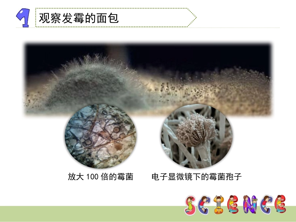 《面包发霉了》食物PPT课件[教科版四年级科学下册]_第3页