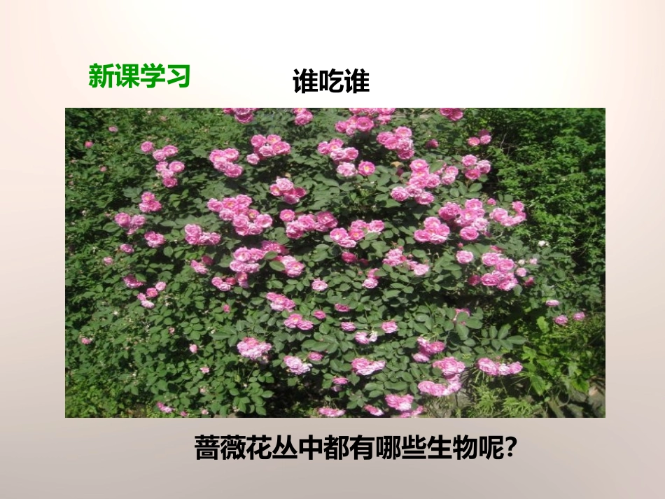 《食物链和食物网》生物与环境PPT课件[教科版五年级科学]_第3页