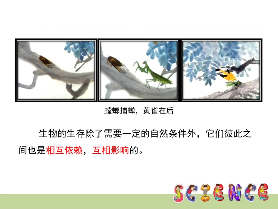 《食物链和食物网》生物与环境PPT课件[教科版五年级科学]_第2页