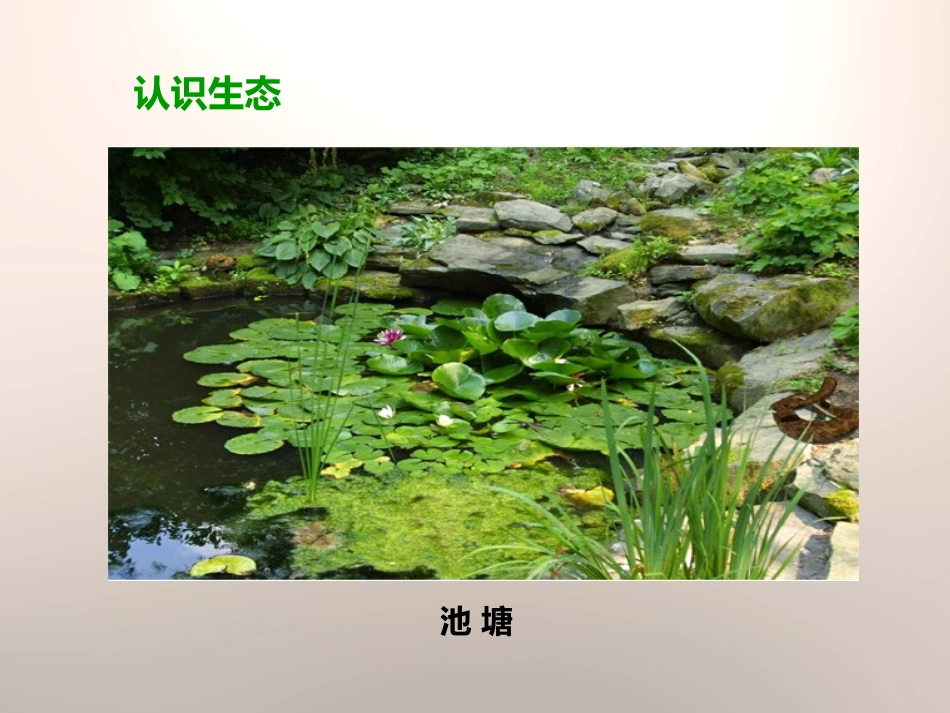 《做一个生态瓶》生物与环境PPT课件[教科版五年级科学上册]_第3页